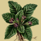 Ampyrium atropurpurea.png