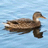 Canard (Grimm).png